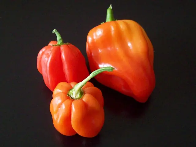 Tips for Identifying Ripe Green Peppers for Gardeners: Expert Advice