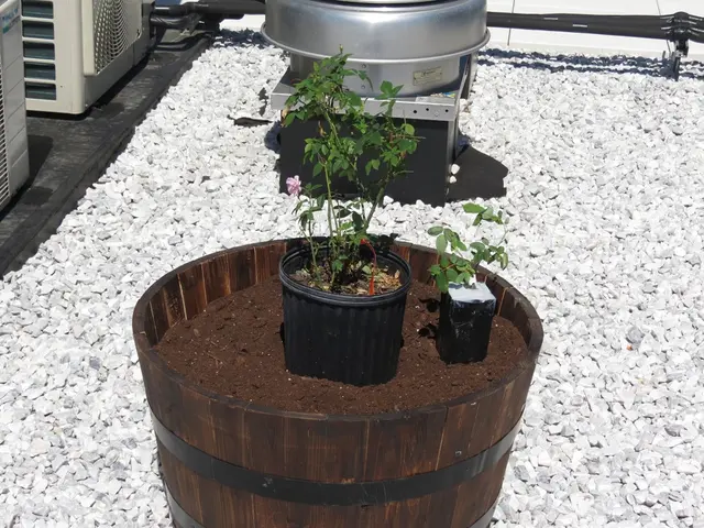 Creating a Self-Sustaining Miniature Garden Ecosystem: Step-by-Step Instructions