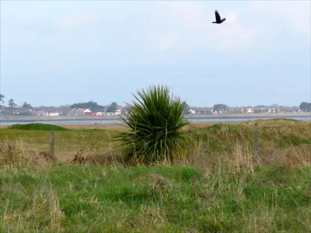 Protecting indigenous kiwi species: A call for preservation