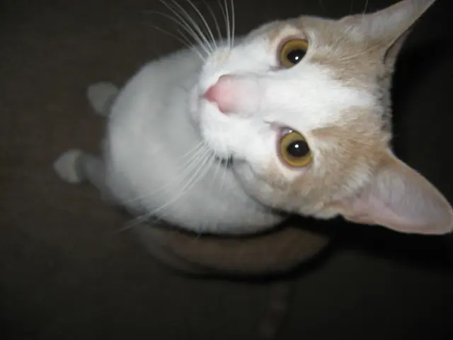 Is the Cat Equipped with Thumbs a Genuine Feline or Merely an AI-Manufactured Feline?