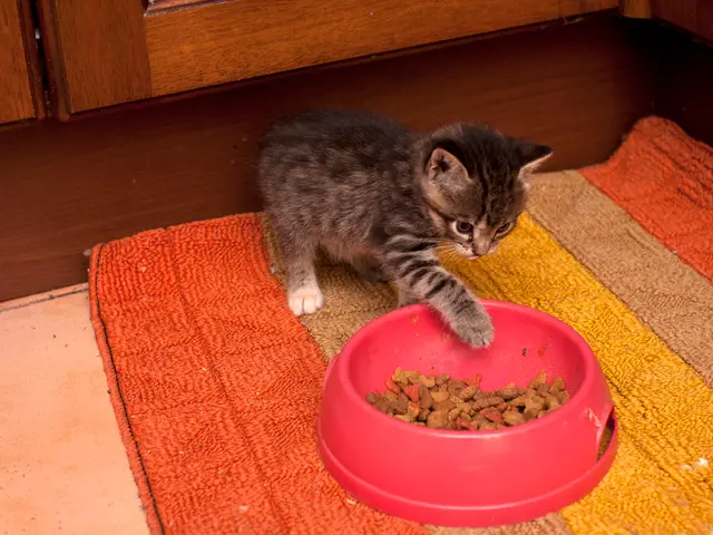 Top-tier cat puke bowls to minimize cat's distress and mess reduction