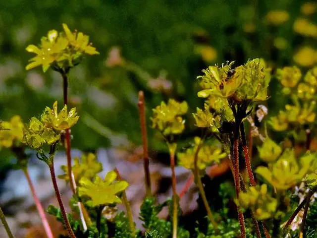 Yellowing Crape Myrtle Leaves: Understanding Causes and Providing Solutions