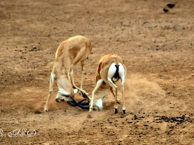 Lizard family resides in a bag exterior to the dwelling