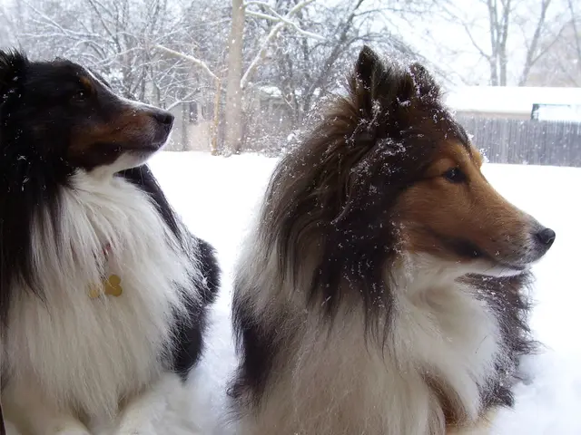 Affordable Dog-Friendly Fence Concepts That Prove Effective in Practice