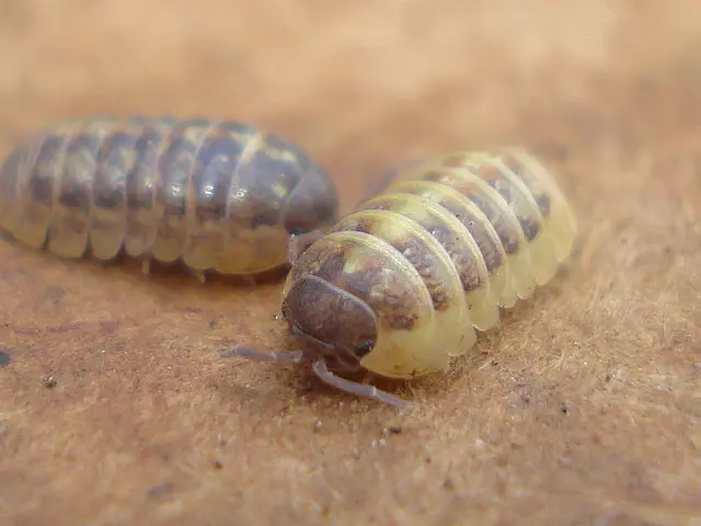 Organic Methods for Eradicating Pests in the Insect Kingdom