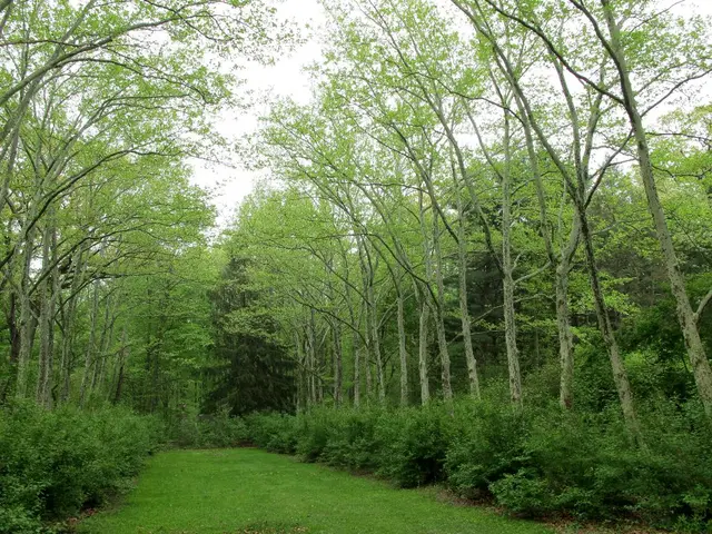 Conservation Foundations Safeguarding Nature's Wonders for Our Generation and the Preservation of...