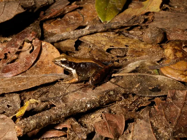 Pondering whether to cut back verbena? Hear what garden professionals have to say about its...