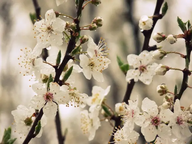 Blooming Bonsai Styles: Investigating Varieties & Displaying Blossoms