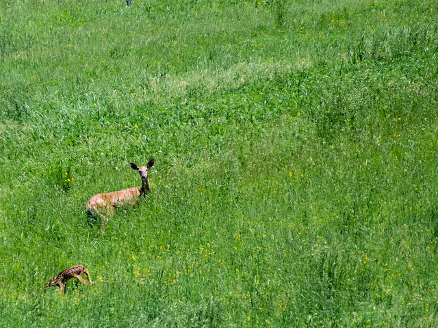 Immersive attraction Visiotopia debuts at Green Zoo Wuppertal, offering a full circling experience