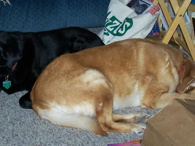 Linden Bedding Compatible with Pets?