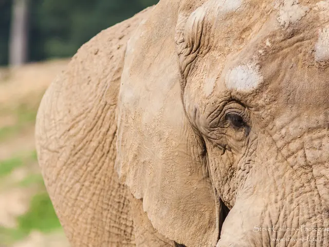 Elephants Rani and Savani have joined the Munich Zoo Hellabrunn, following the demise of Otto,...