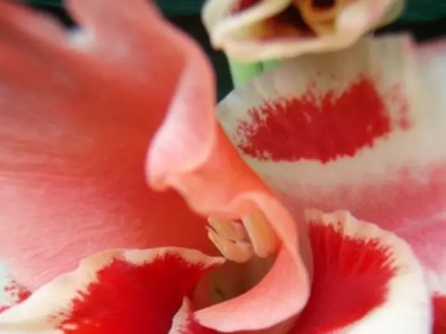 "Debating Identities: Distinguishing Authentic Welsh Daffodils"