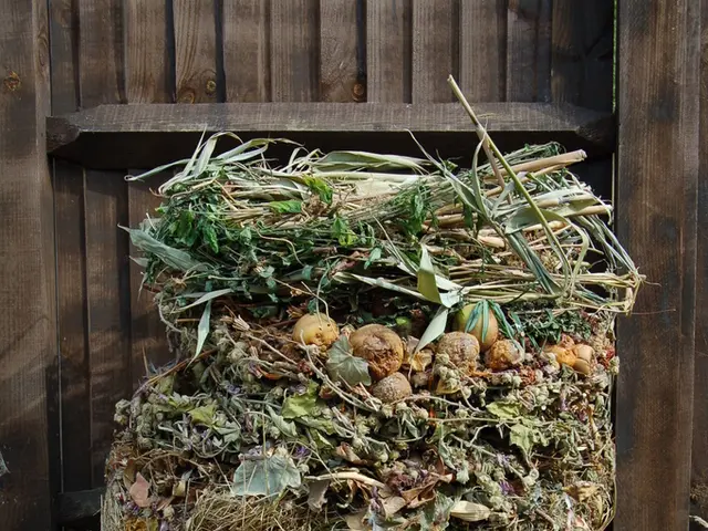 Strategies for managing a fruit tree windfall from neighbors, particularly when it brings rats,...