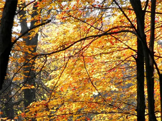 Compact Spaces? Even Yet,There's Room for a Tree! - Explore the Ideal Trees for Tight Gardens