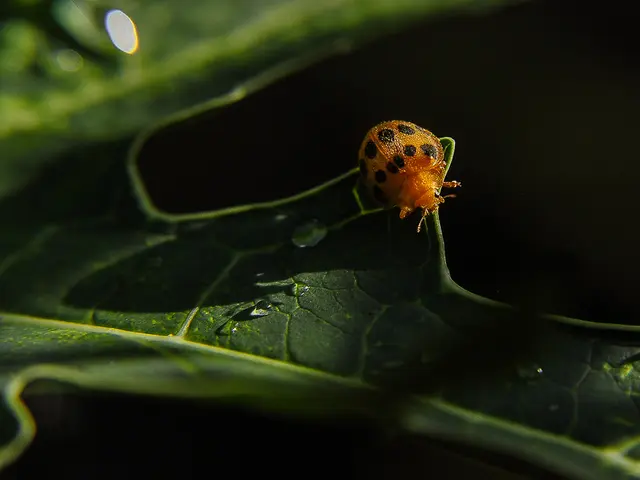 Troubled Citrus Foliage: Identifying Common Causes and Remedies for Leaf Curling