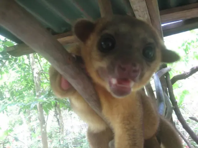 Animal shelter employees discover a package on the doorstep, revealing a shocking contents of...