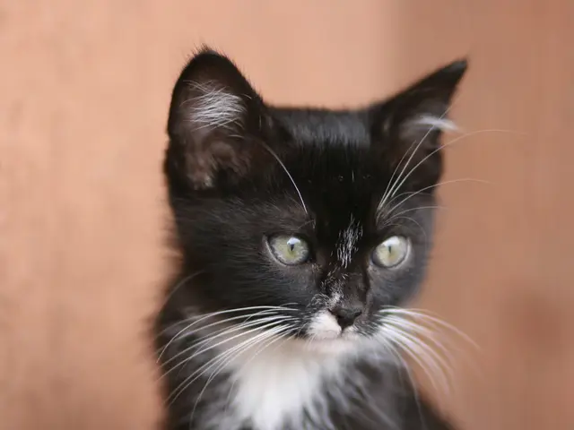 In the heart of Moscow, a pristine Soviet luxury car is being offered for sale