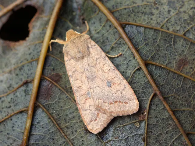 Speedily resolving various household challenges within a single load: Laundry as a swift solution...