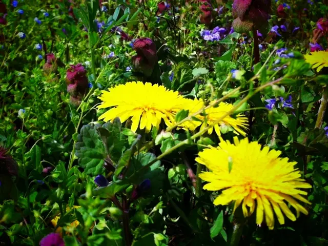 Discovering Kansas City's Growing Zone: Exploration of the Plant Hardiness Map