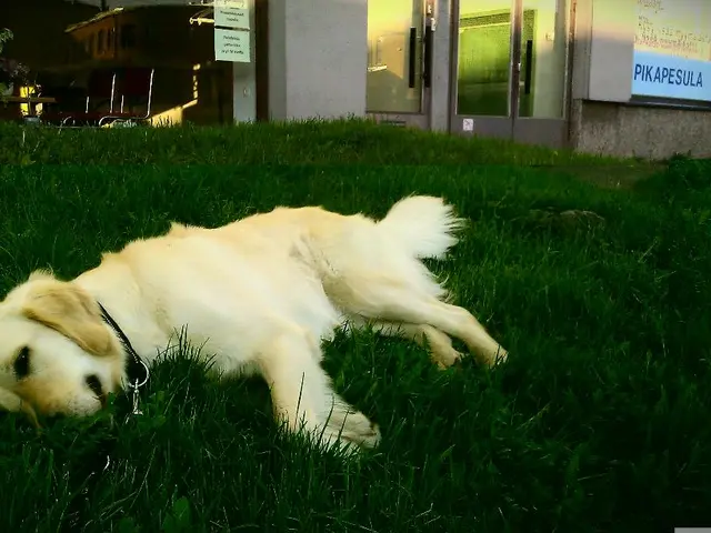 Dog Number 13's Wellbeing in Lübeck