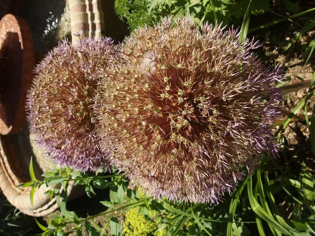 Indoor Plant Watering Techniques Applicable Everywhere