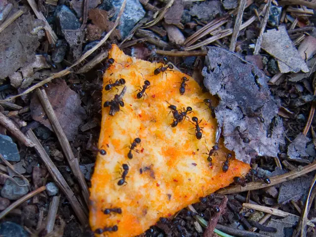 Ants have uncovered a scent left behind, and they're seemingly responding to it.