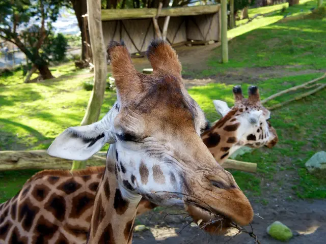 Baby giraffes at the Leipzig Zoo