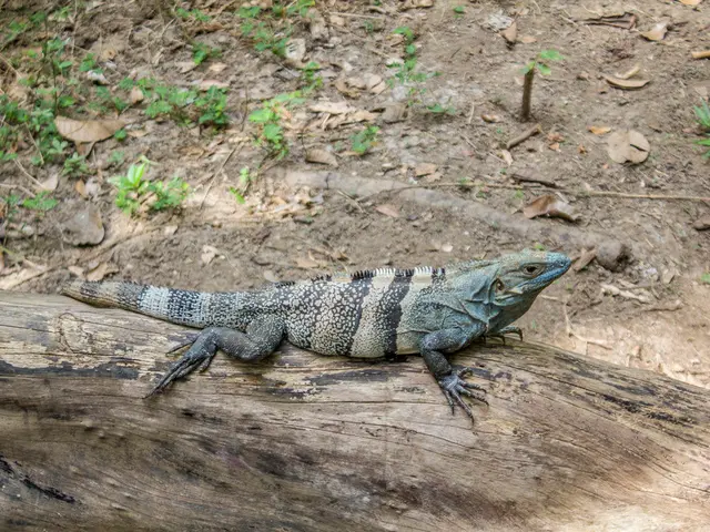 Comprehensive Guide to Cork Bark (Including Bioactive and Hardscape)