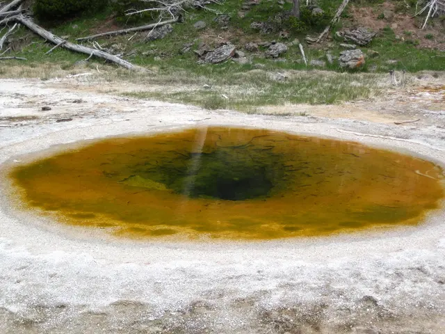 Bonsai Pot Decorations: Striking a Balance between Style and Layout