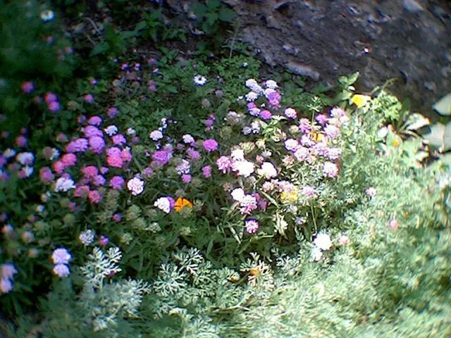 Transform Your Landscape into a Thriving Haven for Pollinators Using 6 Indigenous Blooming Shrubs