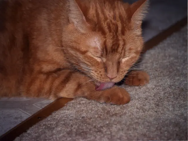 Celebrated Feline Characters: The Top 8 Most Unattractive Cats That Win Our Hearts Anyway