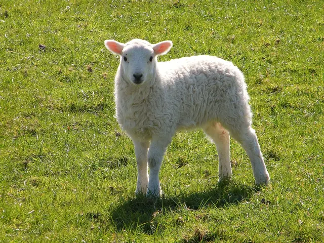 Annual Cloverbuds Sheep Showcasing Event in 2025