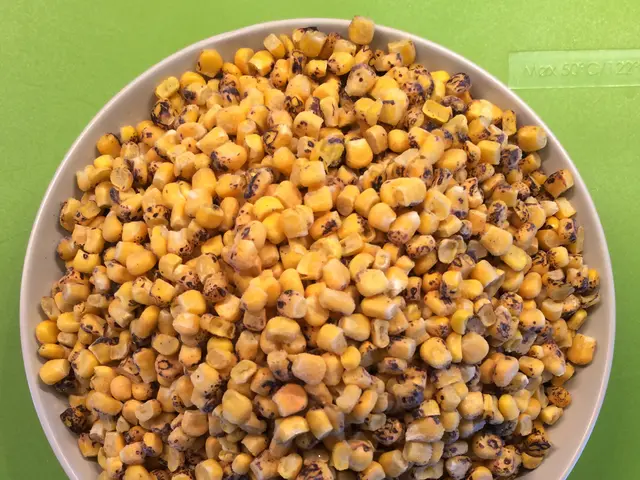 Timing for Picking Ripe Sweet Corn