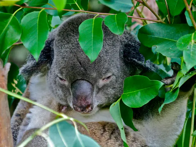 Historic moment at Dutch zoo as a new koala joins the population