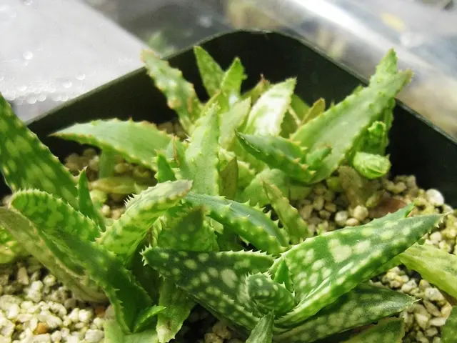 Immortality Plant: The Aloe Vera's Renown