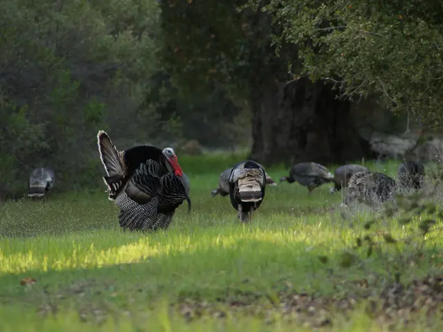 Carpets blanket the Turkish landscape under the sun