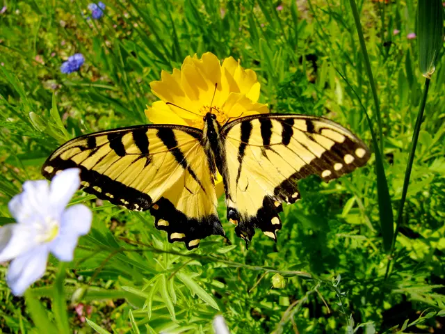 Halloween-themed gothic foliage: discover the plants that can help to eerily decorate your outdoor...