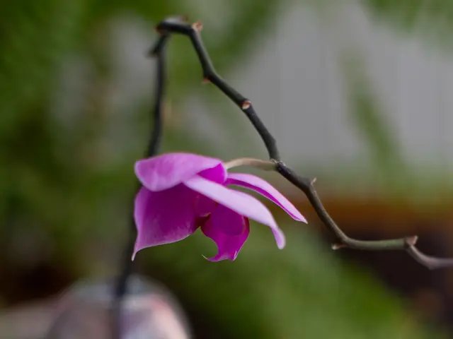 Gardensplants that deter ticks, offering a visually appealing addition to your outdoor or potted...