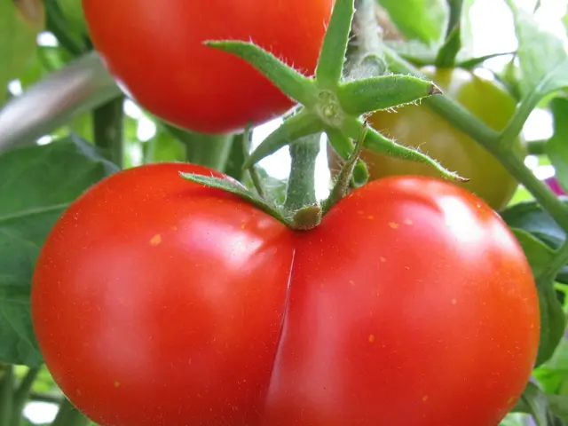Instructions for cultivating tomatoes in Victoria