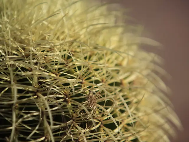 Cactus Soil for Jade Planting: A Question of Suitability