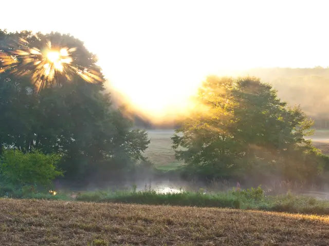 investigates the value of plant soil, discussing its costs and potential benefits.