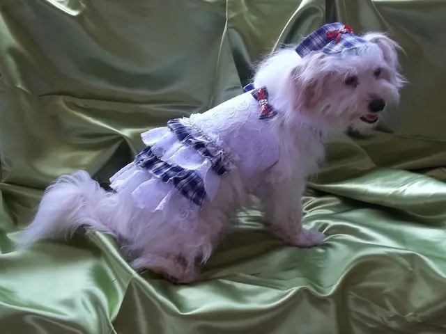 Essential Attributes to Consider in a Superior Small Dog Harness (Compact List)