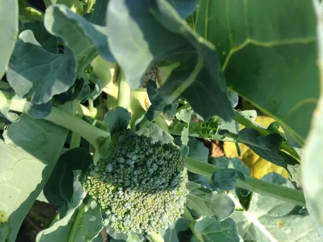 Identifying the Ideal Moment to Harvest Broccoli: Recognizing 5 Essential Indicators