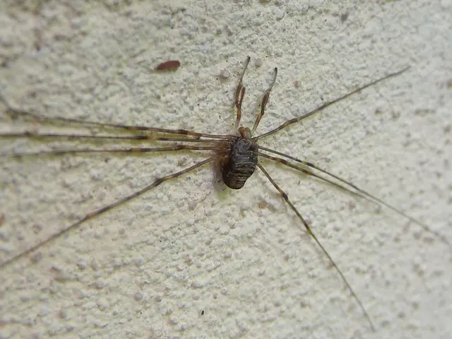 Spider plant browning: Expert identifies primary reasons - and suggested remedies (3 key points...