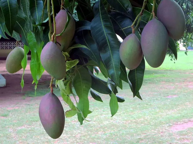 Locating mangoes in Tamil Nadu during the year 2024
