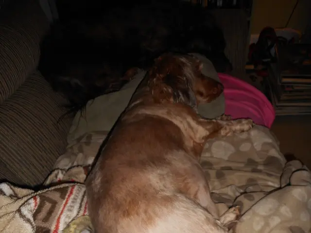 Should Sleeping Near Your Dog Be Considered a Smart Decision or a Potential Health Hazard? Expert...