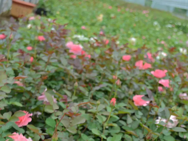 Exploring the Significance of Sweet William Flowers: Unveiling the Symbolism of Dianthus Barbatus