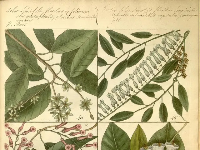 Eliminating Mealybugs on Succulents in Three Simple Methods