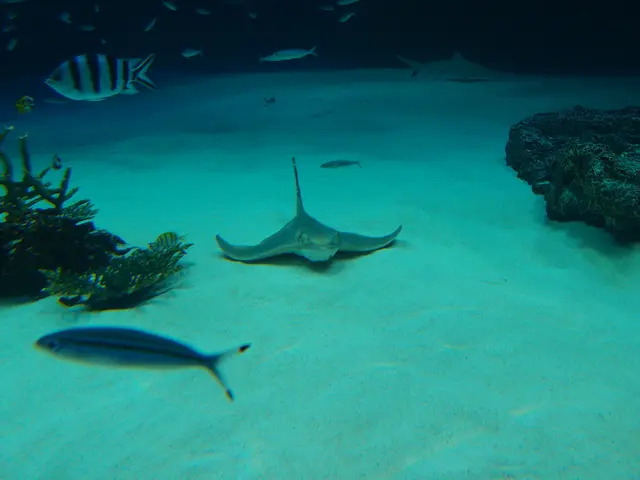 Submerged Woodlands of Wellington