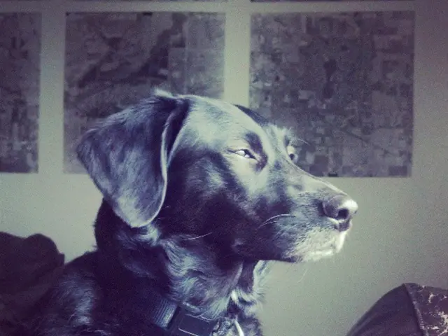 Fresno Animal Sanctuary: Providing a Fresh Start